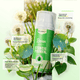 JCONLY REVEN Tattoo Stencil Primer ingredients infographic featuring aloe barbadensis, stephania tetrandra, taraxacum officinale and saussurea chinensis
